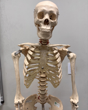 Laboratório de Biologia Estrutural e Funcional