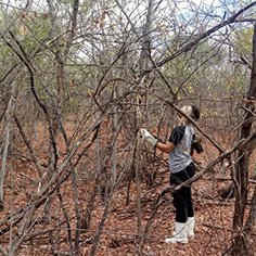 #11122 Crateús: Estudo aborda resistência da vegetação nativa no semiárido