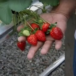 #11425 Cultivo de morangos em Tianguá é destaque