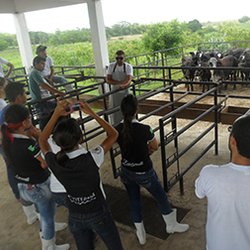 #11492 Alunos de Zootecnia aprendem técnicas de inseminação artificial
