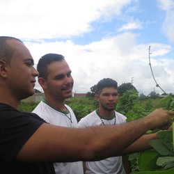 #11561 Professor promove pesquisa sobre cultivo de fava