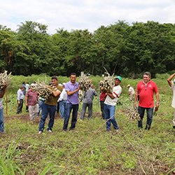 #13927 Parceria promove curso sobre cultivo de mandioca