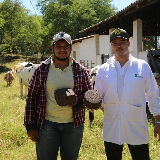 #14042 Pesquisa avalia uso de alho na alimentação de bovinos