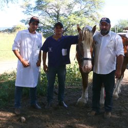 #14140 Alunos desenvolvem pesquisa sobre pelagem de cavalos