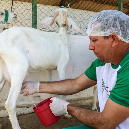 #14144 Projeto incentiva produção de leite de cabra no Cariri