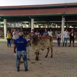 #14162 Alunos participam de exposição agropecuária em Brejo Santo
