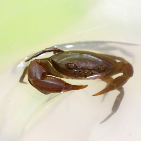 #14188 Pesquisa busca preservar espécie de caranguejo da Chapada do Araripe