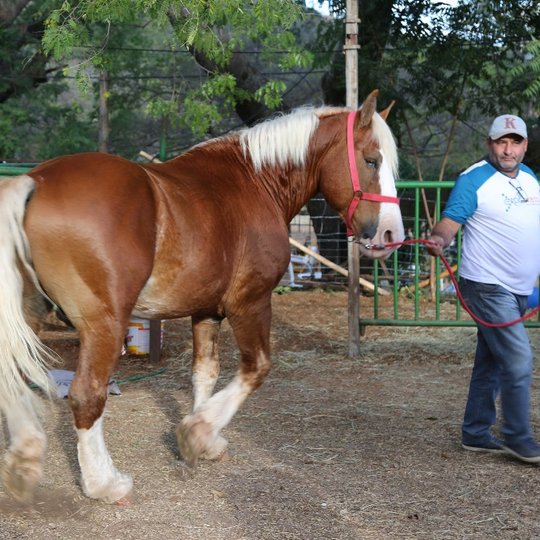 #14190 Grupo de estudos desenvolve fita para pesagem de cavalos