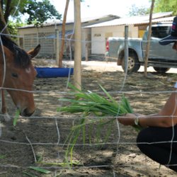 #14513 Campus de Crato desenvolve nova forma de doma para cavalos