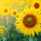 #19786 Pesquisa usa urina humana como fertilizante para cultivo do girassol