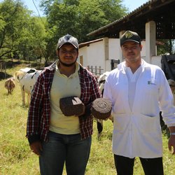 #3130 Pesquisa avalia uso de alho na alimentação de bovinos