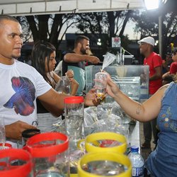 #3505 Feira de peixes ornamentais movimenta Praça da Sé