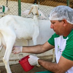#3682 Projeto incentiva produção de leite de cabra no Cariri