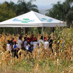 #4620 Dia de campo debate alternativas de alimentação para rebanhos