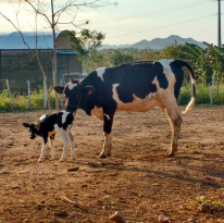 #7456 Cresce o rebanho bovino do campus de Umirim