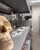 Laboratório de Biologia Estrutural e Funcional