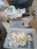 1 - Retirada do hidrogel das fraldas descartáveis
