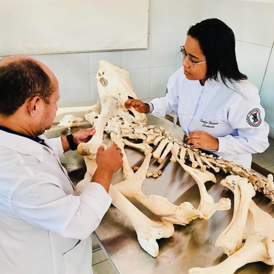 Umirim Anatomia